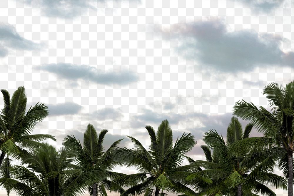 Tropical sky png, palm jungle border, transparent background