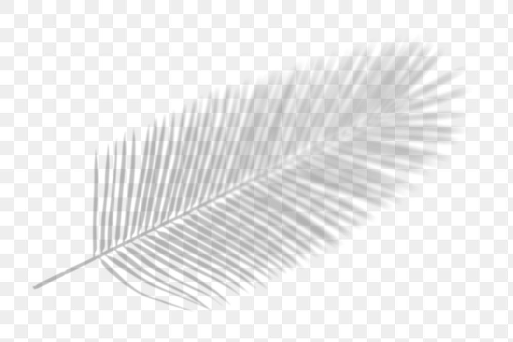 Palm leaf png shadow sticker, tropical image on transparent background