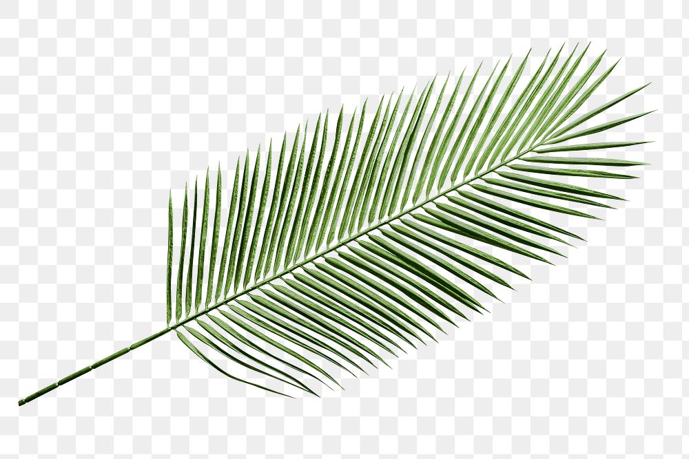 Palm leaf png sticker, tropical cut out on transparent background