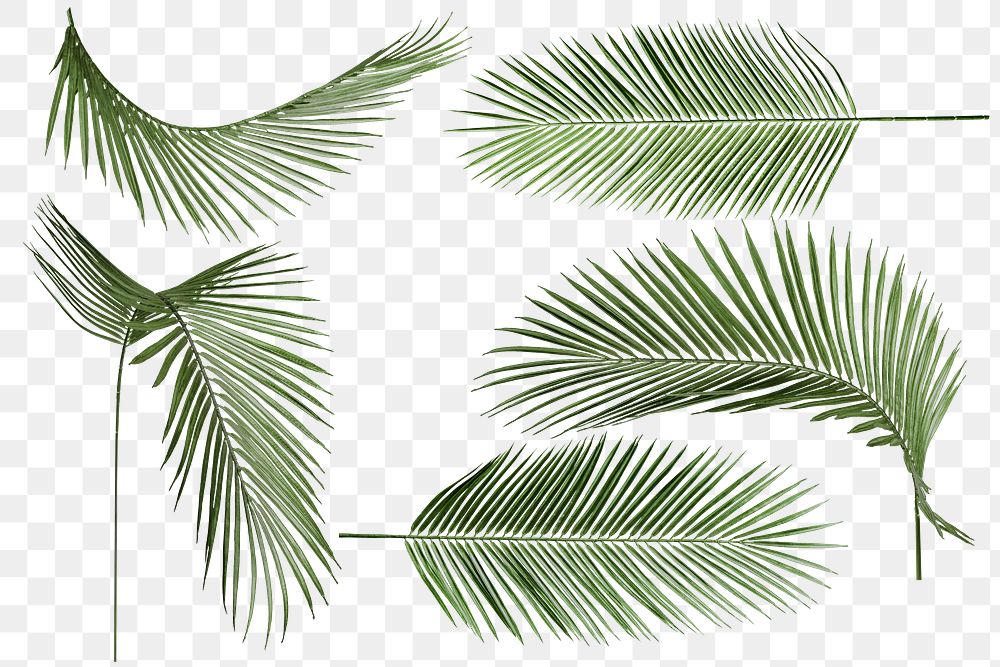 Palm leaves png sticker, tropical set on transparent background