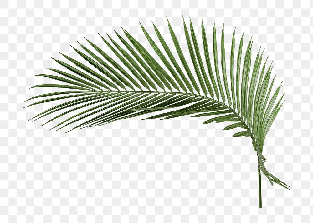 Areca palm leaf png sticker, cut out, transparent background