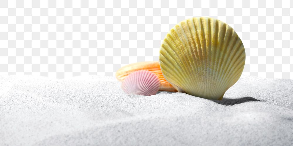 Shell on sand png border, transparent background