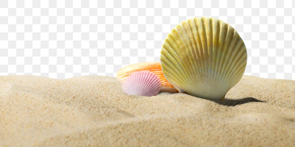Shell on sand png border, transparent background