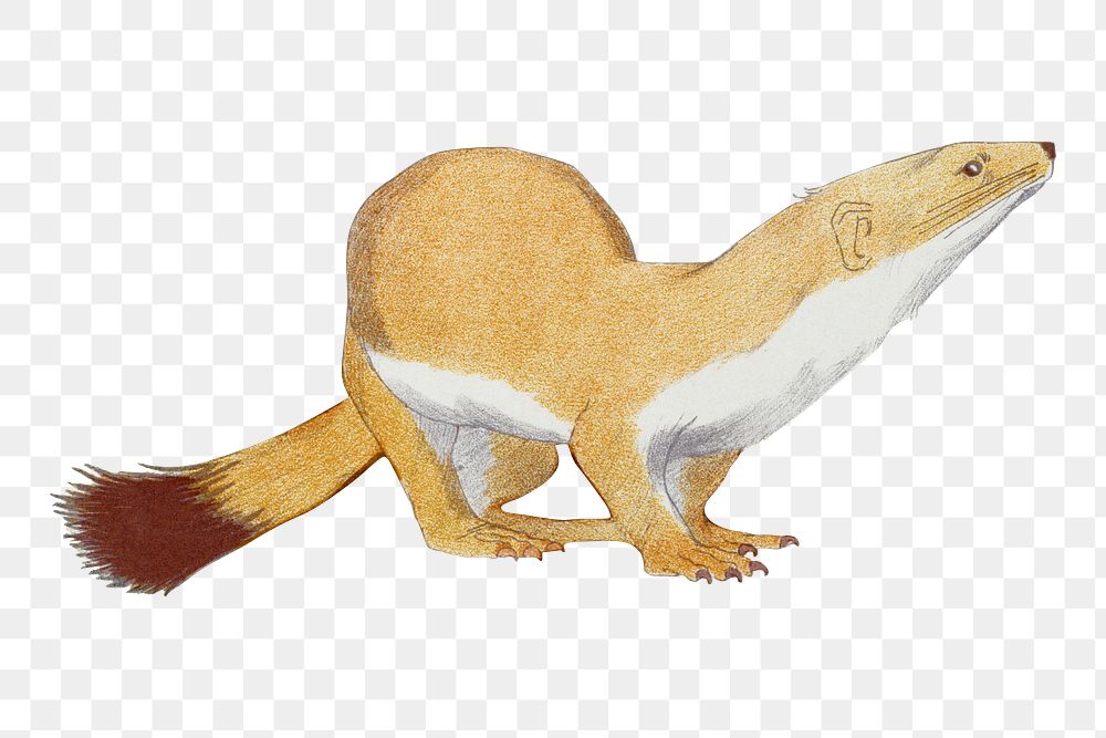 Weasel png sticker, vintage animal, transparent background