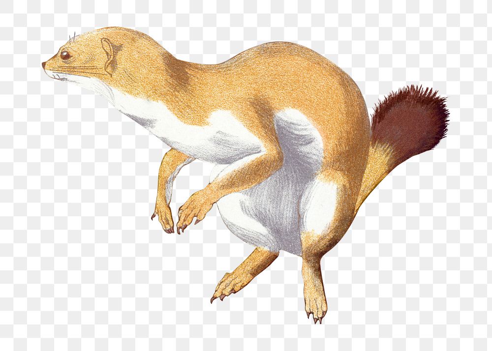 Weasel png sticker, vintage animal, transparent background