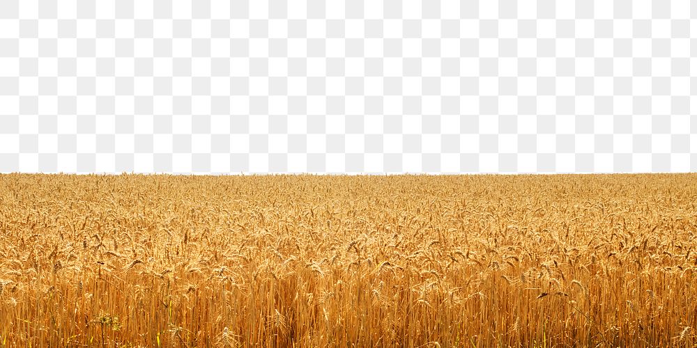 Wheat field png border, transparent background, agriculture concept