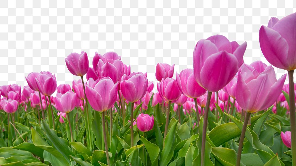 Pink tulip png border, transparent background