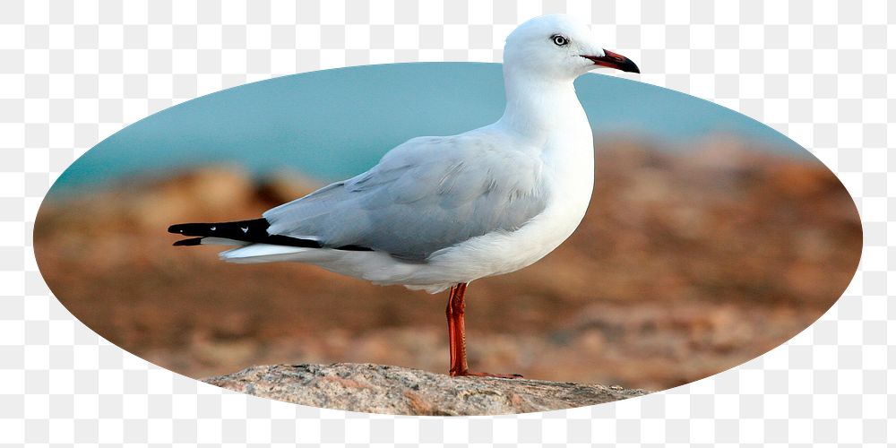 White seagull png bird badge sticker, animal photo, transparent background