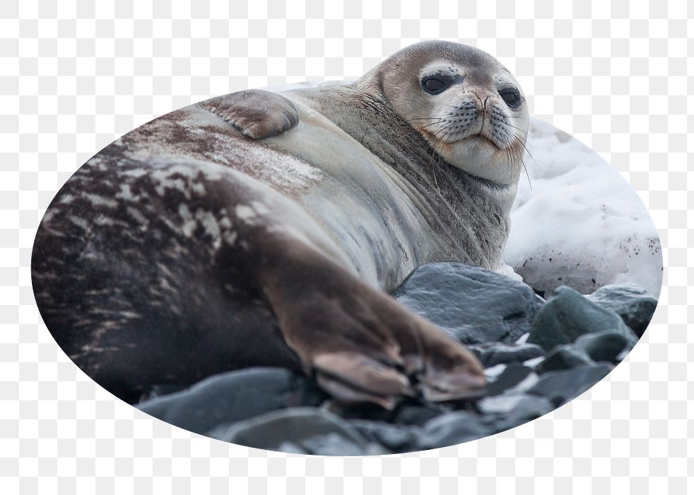 Png Antarctic fur seal badge sticker, animal photo, transparent background