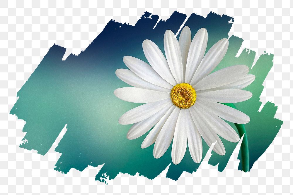 White daisy png, brush stroke reveal sticker, flower collage element, transparent background