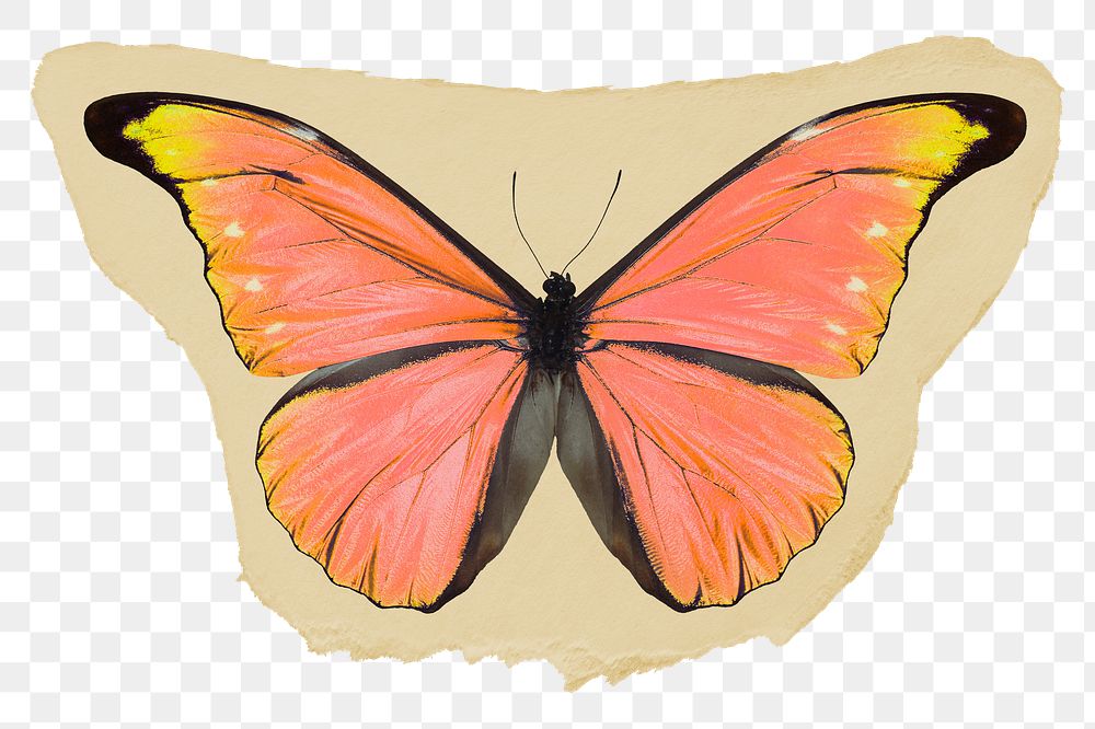 Orange butterfly png ripped paper sticker, aesthetic insect graphic, transparent background