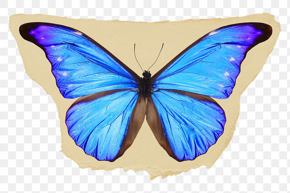 Blue butterfly png ripped paper sticker, aesthetic insect graphic, transparent background