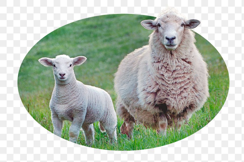 Sheep png sticker, farm animal photo badge, transparent background