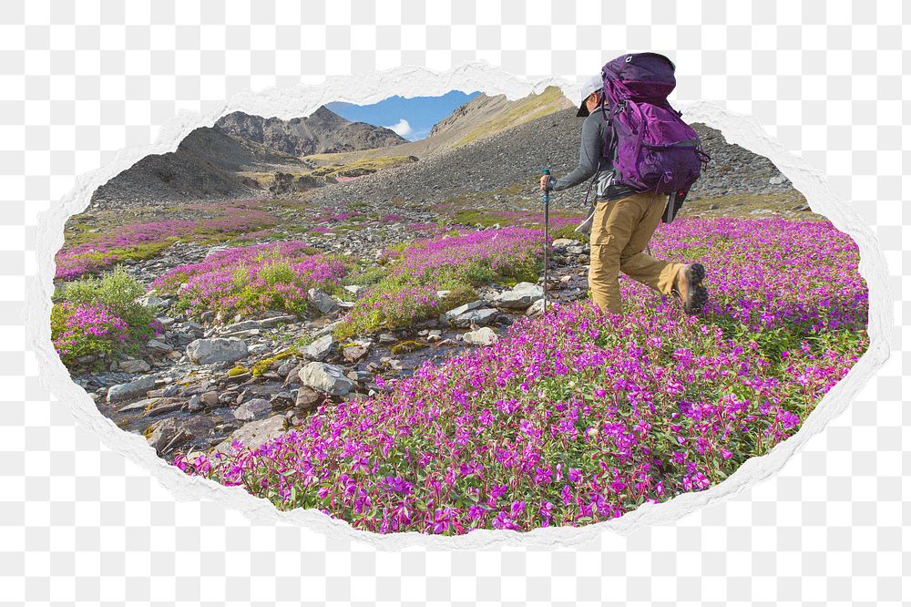 Png traveler in flower field sticker, vacation photo in ripped paper badge, transparent background
