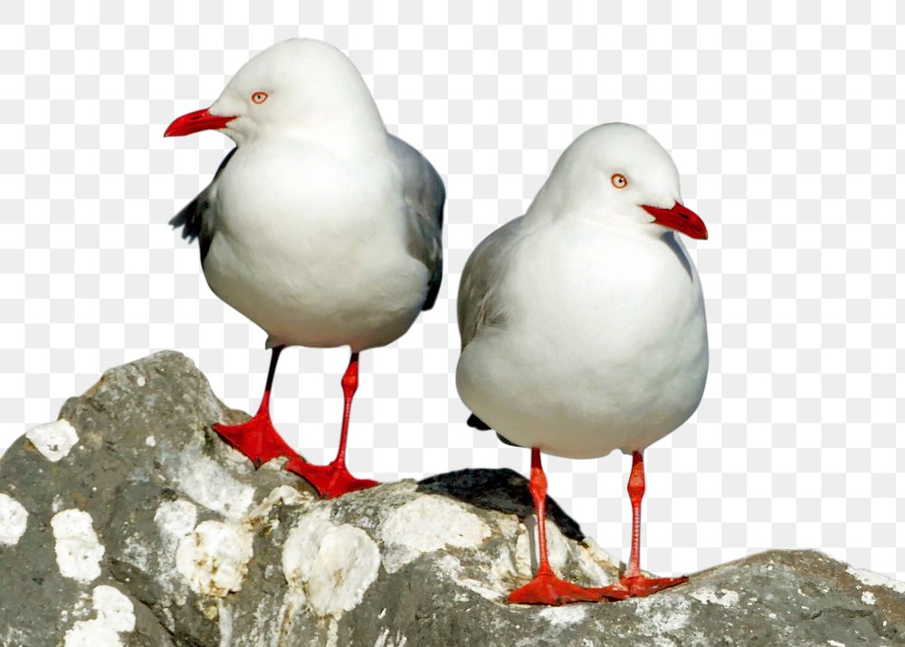 PNG Red-billed gulls, collage element, transparent background
