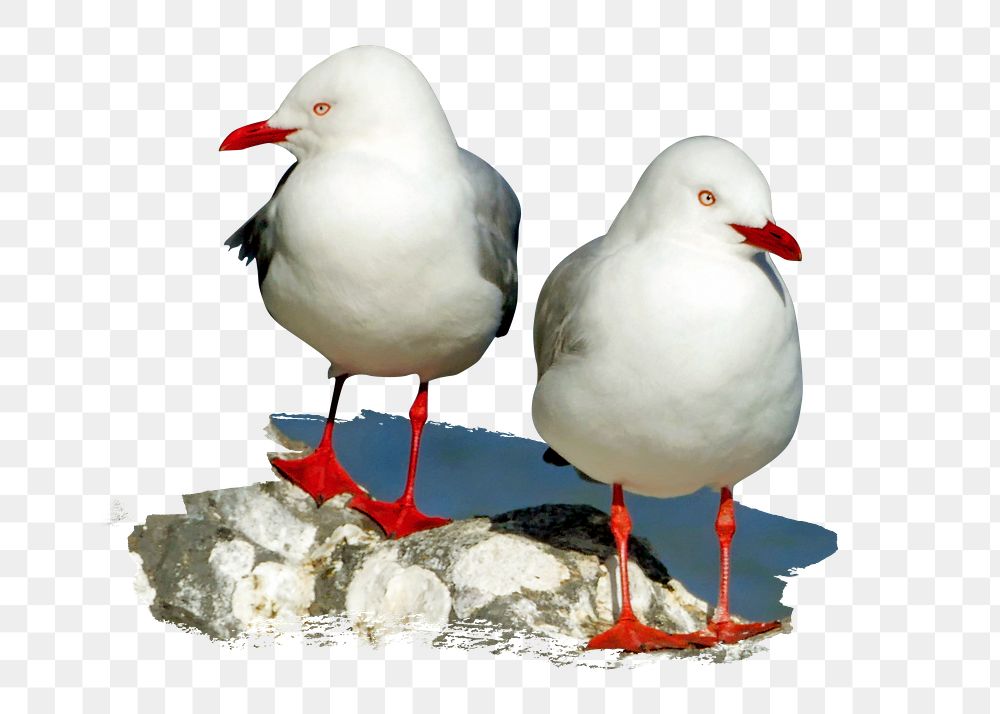 PNG Red-billed gulls, collage element, transparent background