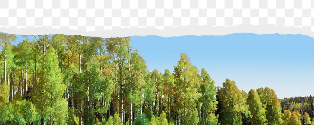 Green forest png border, torn paper design, transparent background