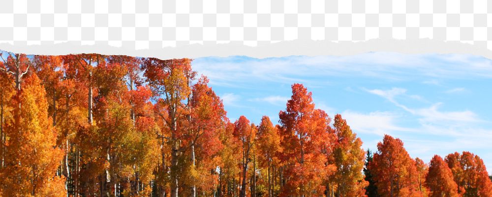 Autumn forest png border, torn paper design, transparent background