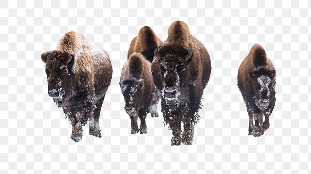 PNG Group of bison, collage element, transparent background