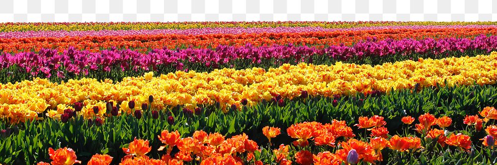 Tulip field png border sticker, nature on transparent background