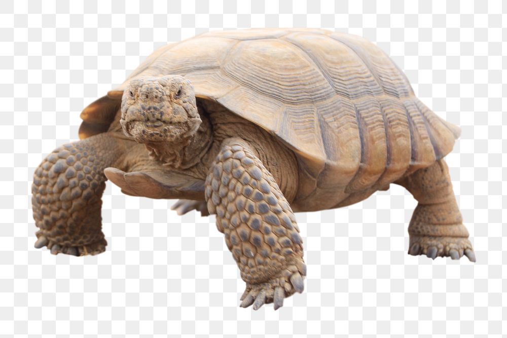 Desert tortoise png sticker, wildlife photo, transparent background