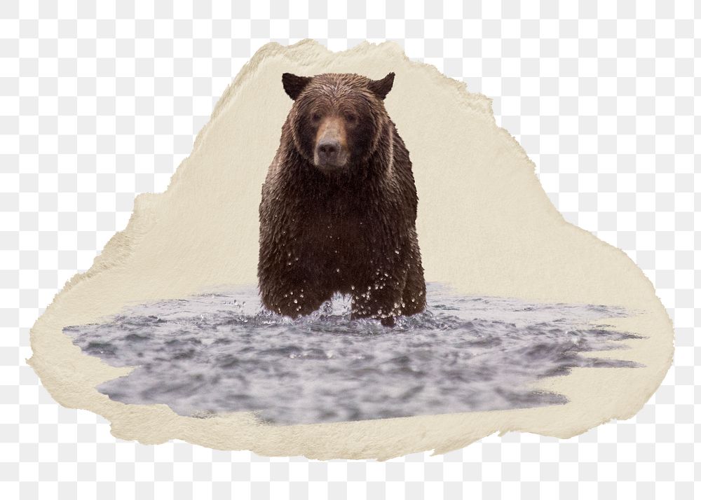 Grizzly bear png sticker, ripped paper, transparent background