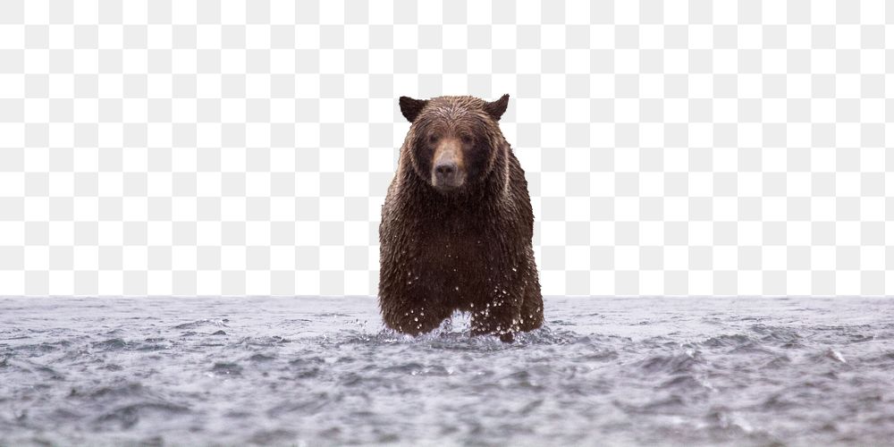 Grizzly bear png border sticker, animal, transparent background