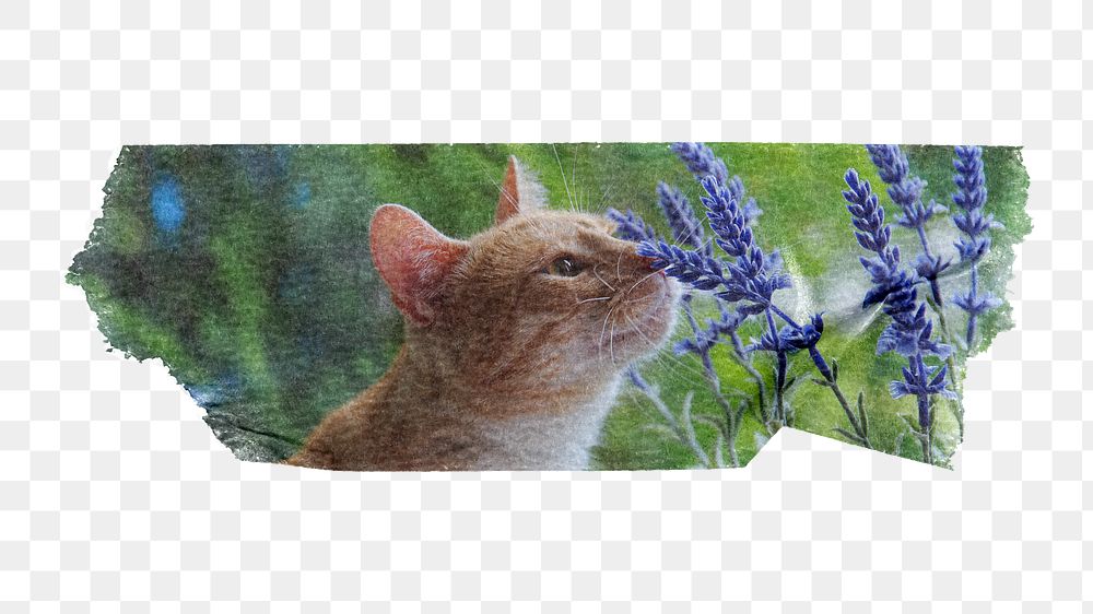 Cat png smelling Spring flower element, washi tape, transparent background