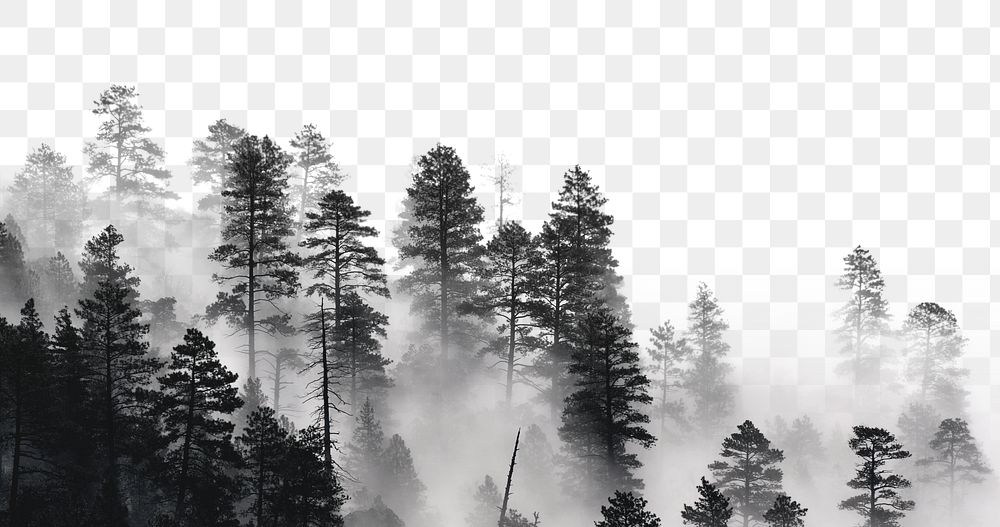 Misty forest png border sticker, nature on transparent background