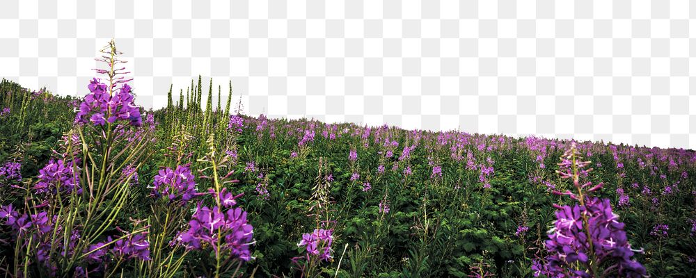 Salvia flower png border sticker, nature on transparent background