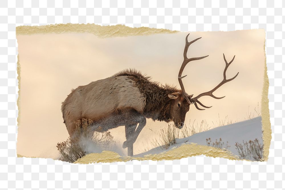 Elk png wildlife sticker, ripped paper, transparent background