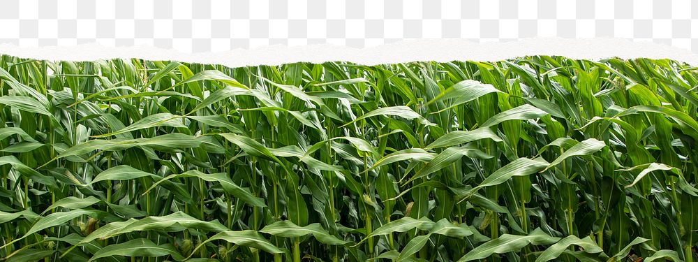 Corn field png border, ripped paper environment, transparent background