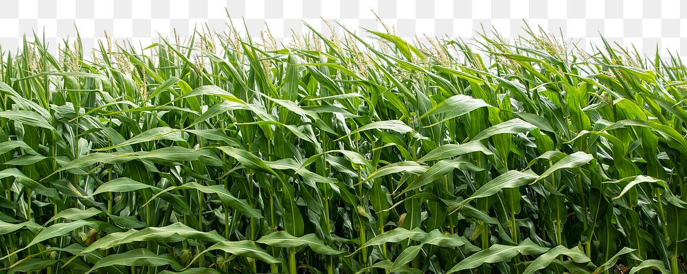 Corn field png border, environment, transparent background