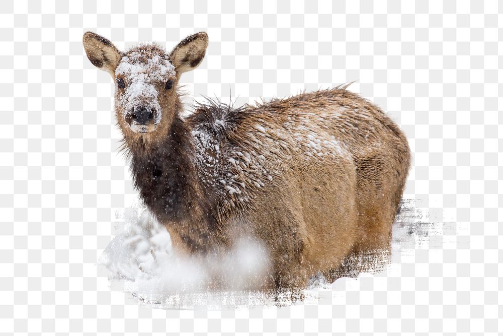 PNG Female elk in snow Mammoth Hot Springs, collage element, transparent background
