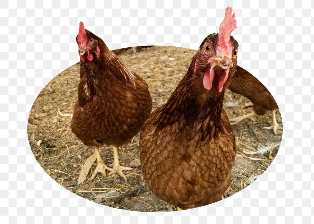 Png Rhode island red chicken sticker, farm animal photo badge, transparent background