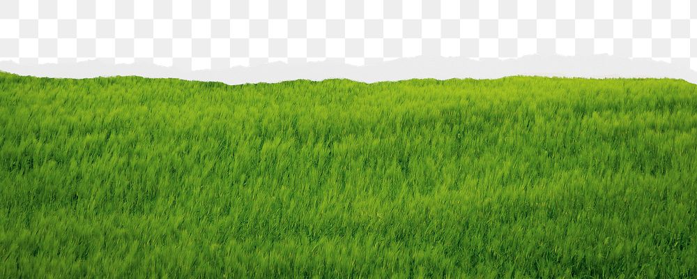 Grass field png border, torn paper design, transparent background