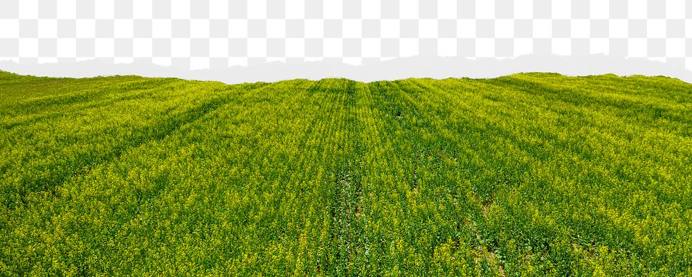 Green farmland png border, torn paper design, transparent background