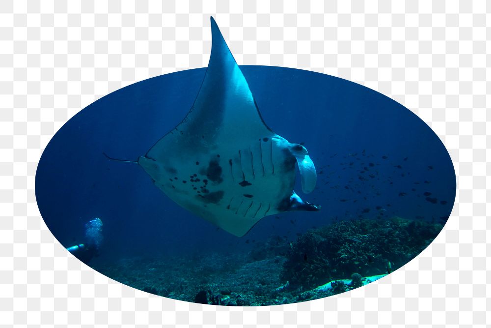 Png reef manta ray sticker, marine life photo badge, transparent background