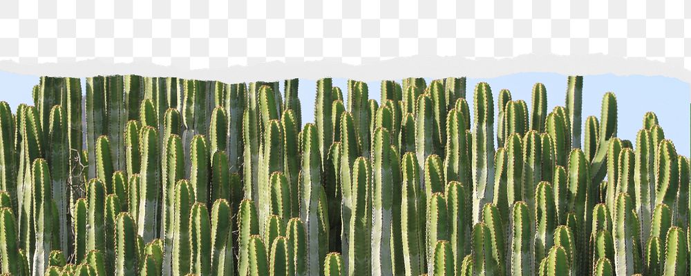 Green cactus png border, torn paper design, transparent background
