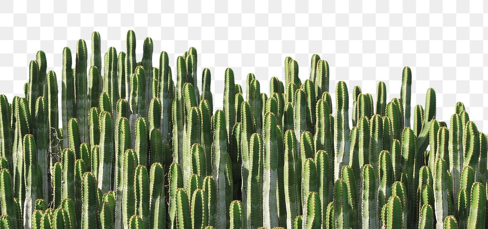 Green cactus png border, transparent background