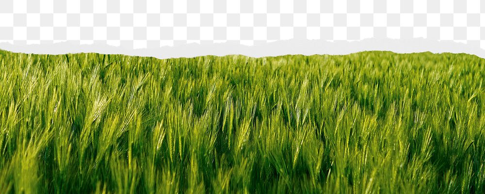 Grass meadow png border, torn paper design, transparent background