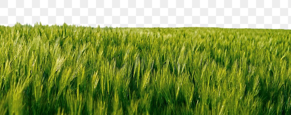Grass meadow png border, transparent background