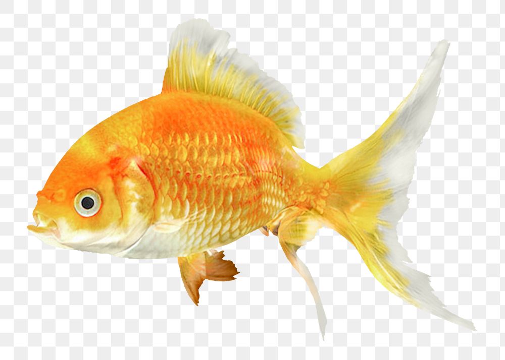 Goldfish png sticker, pet animal image, transparent background