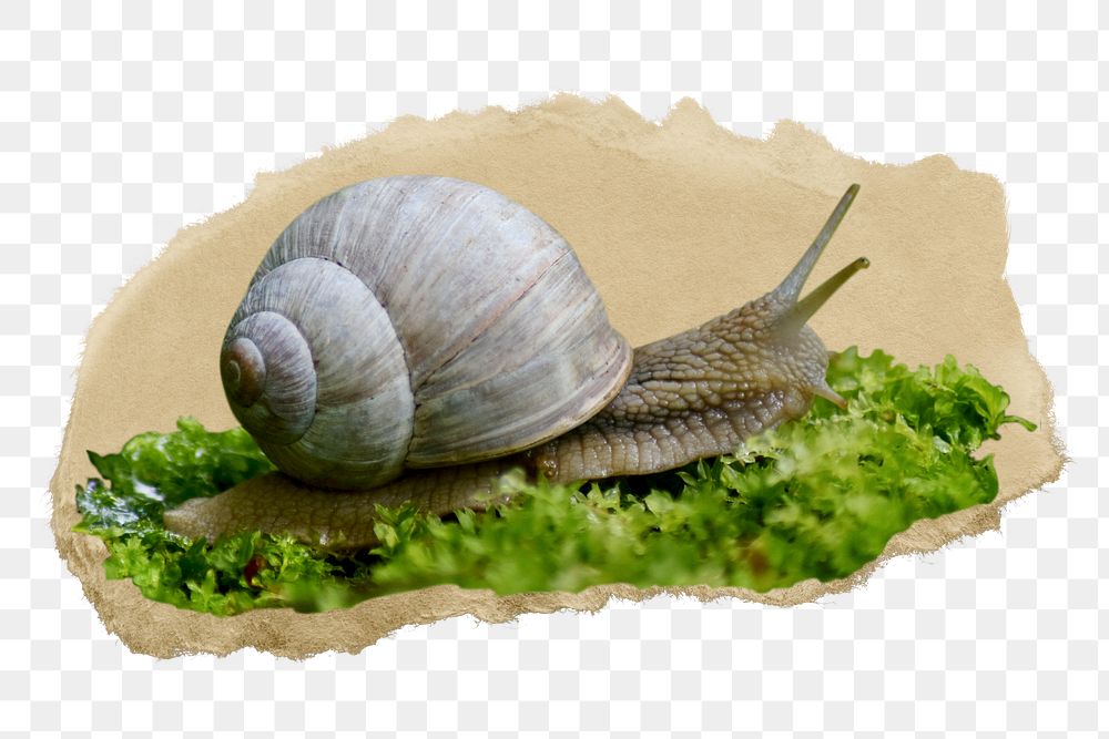 Snail, animal png sticker, ripped paper, transparent background