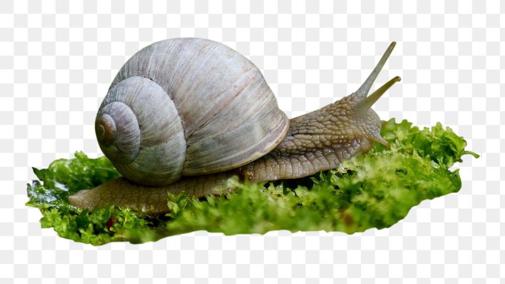 Snail, animal png sticker, animal, transparent background