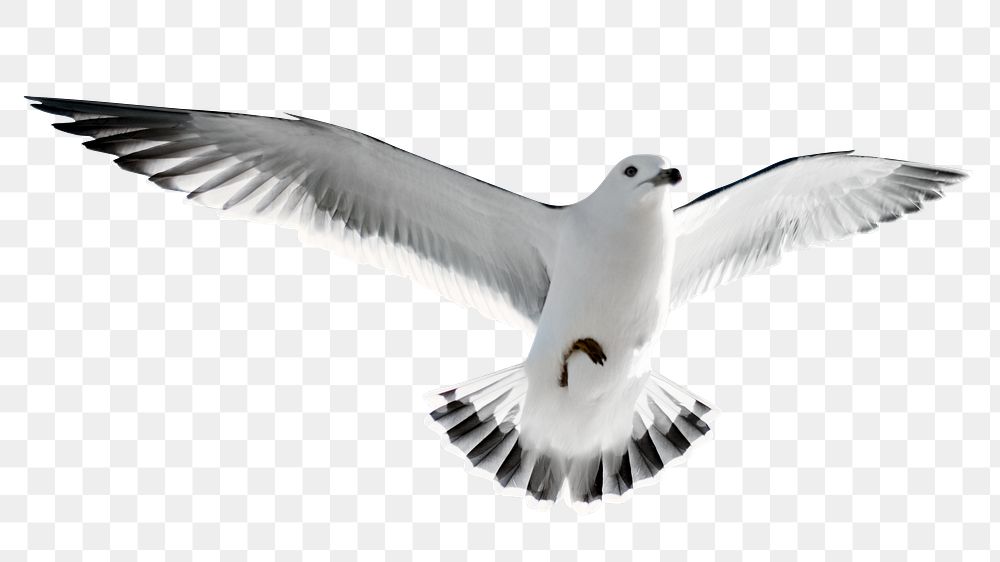 Flying seagull png sticker, bird, animal image on transparent background