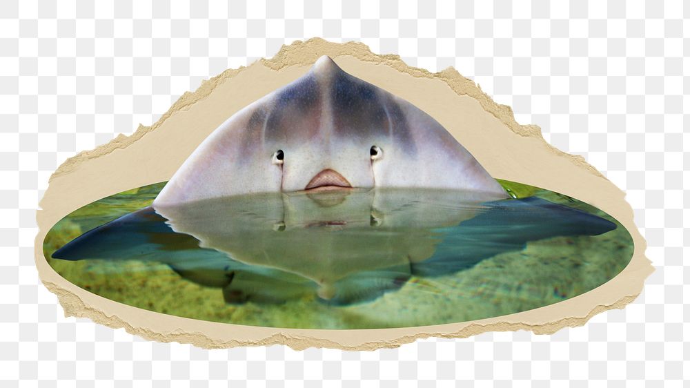 Stingray  png sticker, ripped paper, transparent background