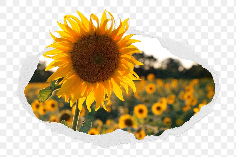 Sunflower png sticker, nature photo in torn paper badge, transparent background