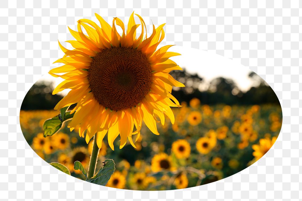 Sunflower png sticker, nature photo badge, transparent background
