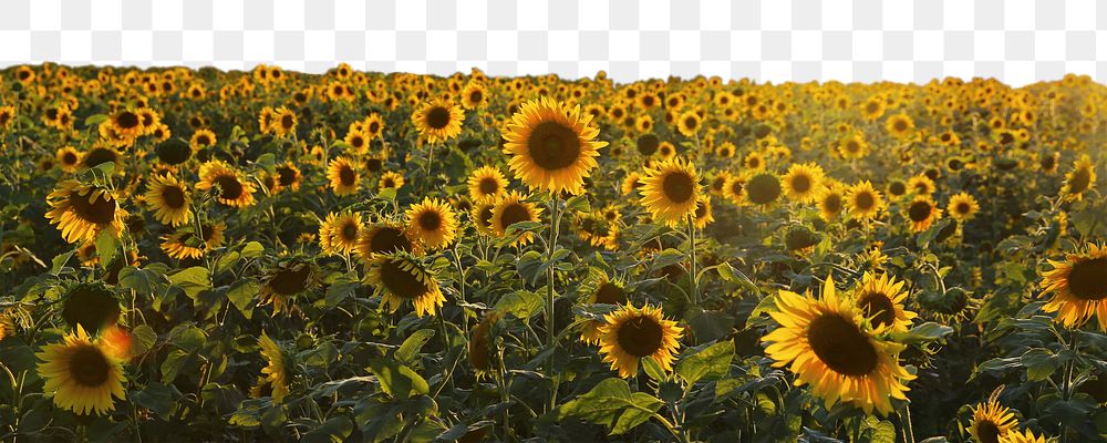 Sunflower field png border sticker, nature on transparent background